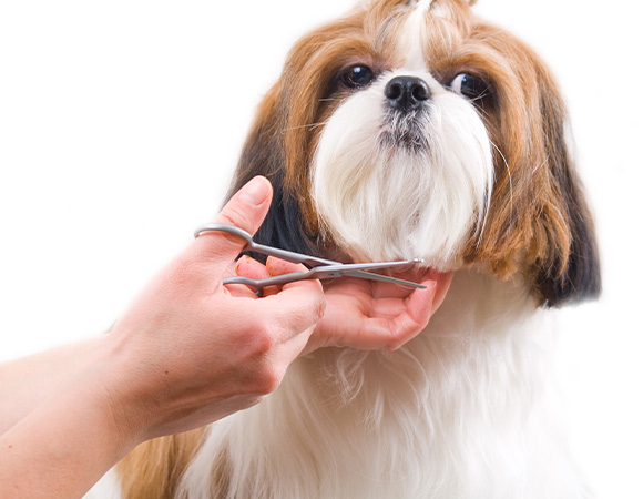 Hearing Dogs for Deaf Grooming, Lipspeaker