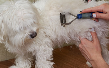 Mucky Paws, Dog Grooming and De-shedding in Coulsdon